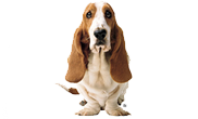 Hush Puppies